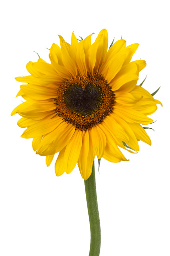 Single fresh yellow sunflower with a heart shaped heart on white background