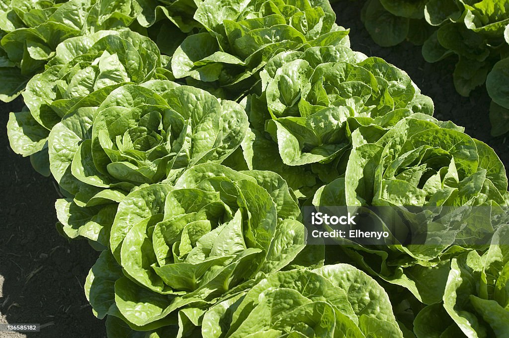 Salat - Lizenzfrei Blattgemüse Stock-Foto