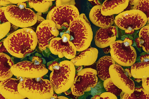 pocketbook plant in blooming beautiful flowering of pocketbook plant, Calceolaria crenatifolia, Calceolariaceae calceolaria stock pictures, royalty-free photos & images
