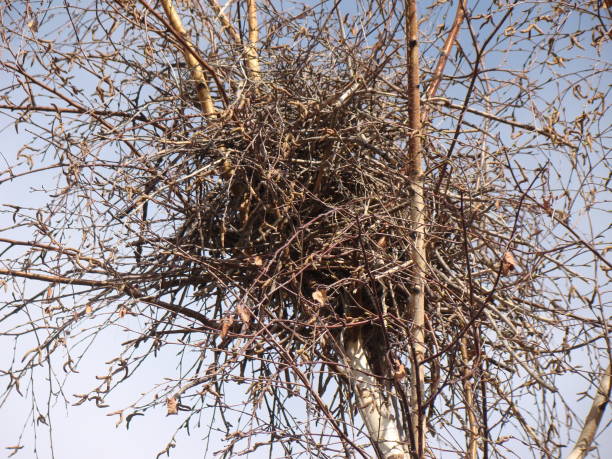 istock Crow.
Nest crow on the tree, Eurasian Magpie.
Nest of crows in the yard.
Bare tree branches on a spring day.
Nestling of the crow.
Crow's nest in a tree.
Guide of bird nests, wild birds, wild nature 1365851894