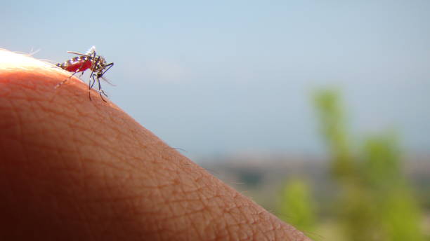 mosquito.
mosquito hembra chupando sangre.
los mosquitos rayados están comiendo sangre en la piel humana.
son portadores de dengue y malaria.
algunos insectos son portadores de enfermedades.
insectos, insectos, insectos, naturaleza salvaje - valle del rift fotografías e imágenes de stock