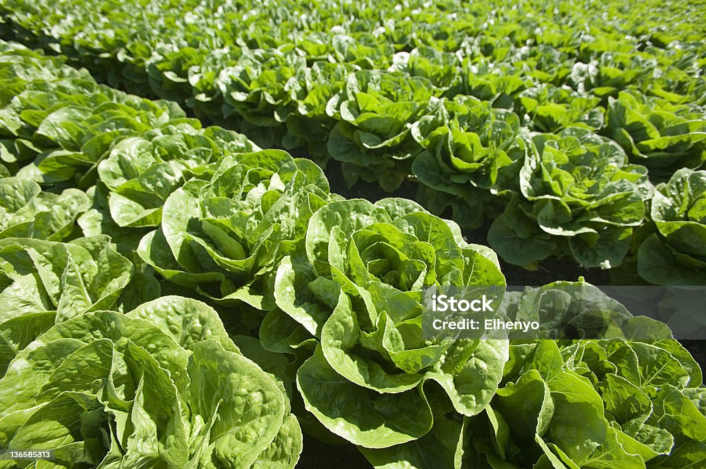 Salat - Lizenzfrei Blattgemüse Stock-Foto