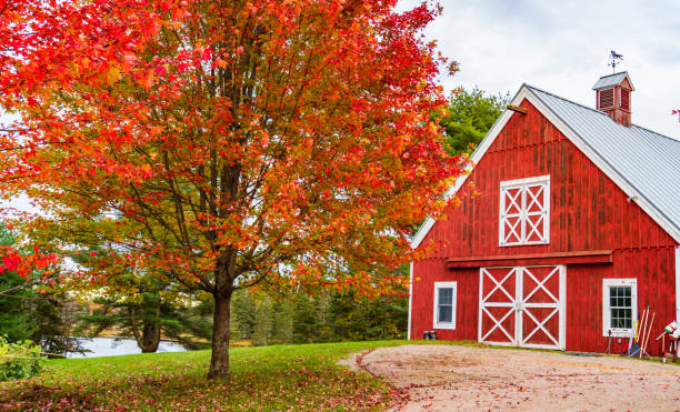 red barn on a Maine Farm bright red barn and bright red foliage at a Maine farm barn stock pictures, royalty-free photos & images