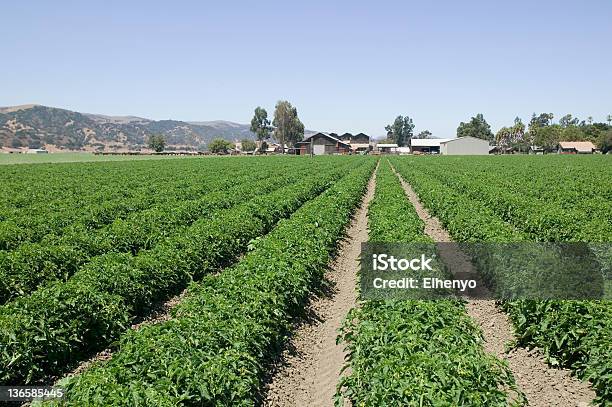 Photo libre de droit de Poivron Vert Farm banque d'images et plus d'images libres de droit de Agriculture - Agriculture, Aliment, Couleur verte