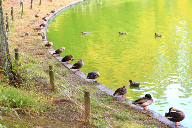 istock Wild duck in the park 1365855468