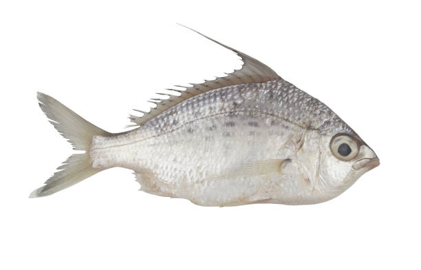 istock Whipfin silverbiddy fish isolated on white background 1365856585