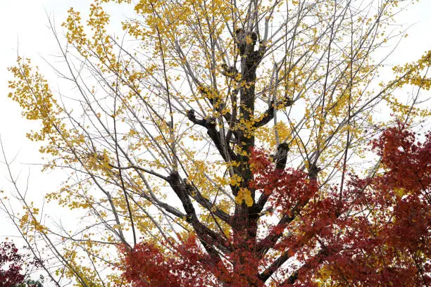 Photo of Ginkgo biloba tree in yellow , maple tree in red nearby ,golden leaves of Ginkgo Biloba autumn colors (gingko tree, maidenhair tree) on white isolated background