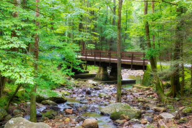istock Bridge crosses a small creek in a Tennessee forest 1365858082