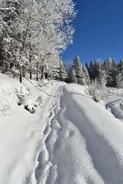 Photo of A winter day