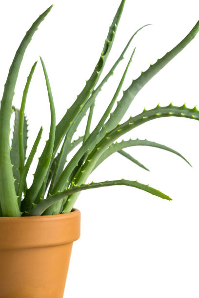 istock Aloe Vera plant in pot on white background 1365858752