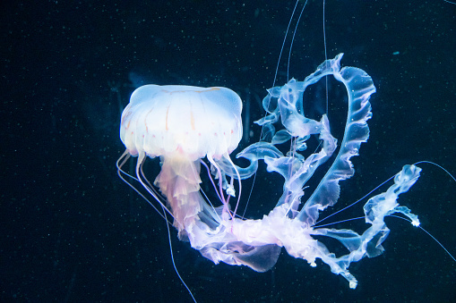 Glowing jellyfish in the deep blue pacific ocean. Surreal. Night dive photo. Fantastic colours.