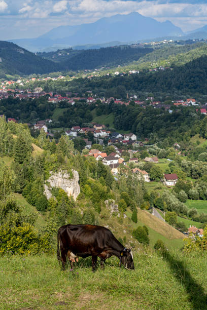 Brown cow eating grass. Mountains and village in the background stock photo