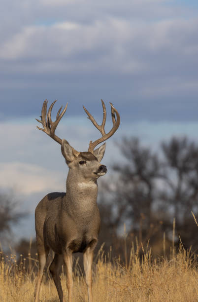 istock Mule Deer Buck in Fall in Colorado 1365859661