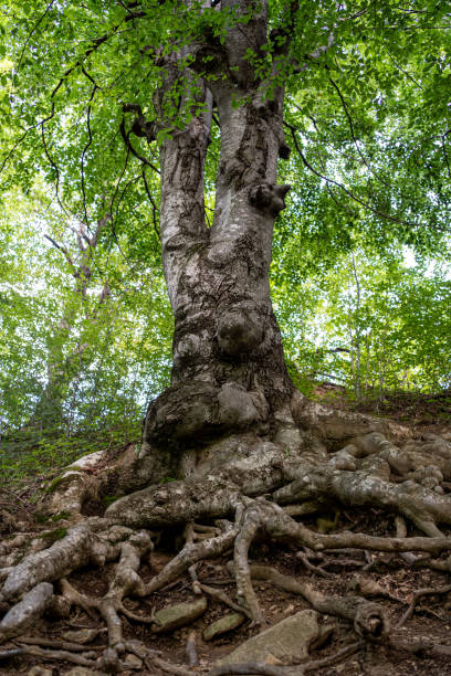 Old tree roots intertwined on the surface, Close up stock photo