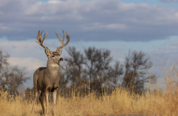 istock Mule Deer Buck in Fall in Colorado 1365859811