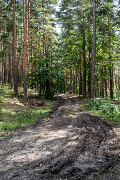 Old Country Road Through Summer Trees Woods Forest In Sunny Day. Summer Forest Landscape stock photo
