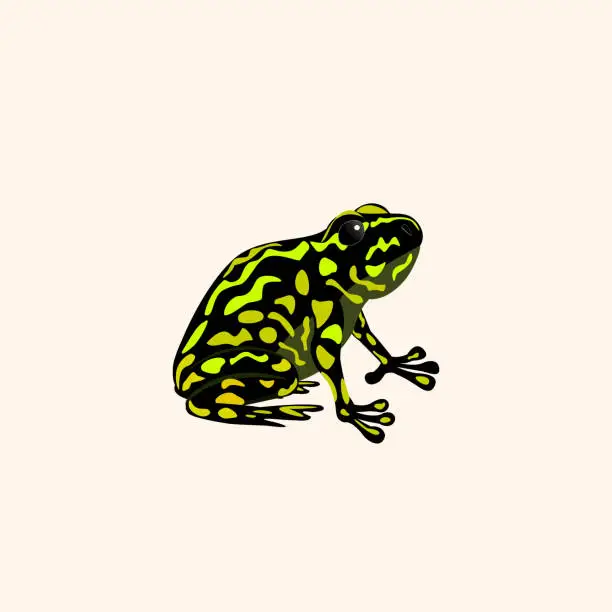 Vector illustration of Bright false toad. Australian riptile. Vector illustration isolated on white background.