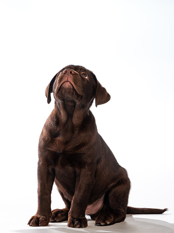 Beautiful and powerful dog ca de bou outdoors on white background. Copy space