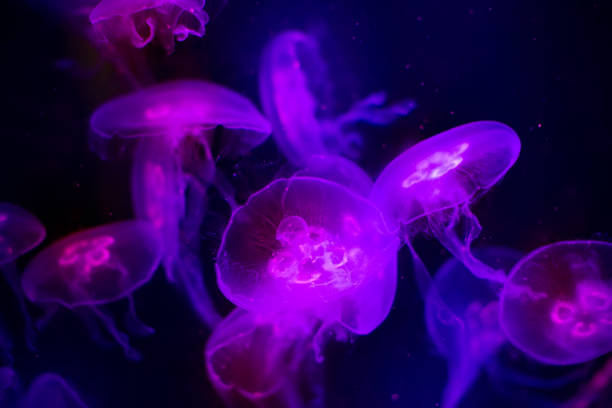 medusa púrpura en aguas oscuras. vida marina en el acuario, iluminada por lámparas multicolores. - jellyfish moon jellyfish underwater wildlife fotografías e imágenes de stock