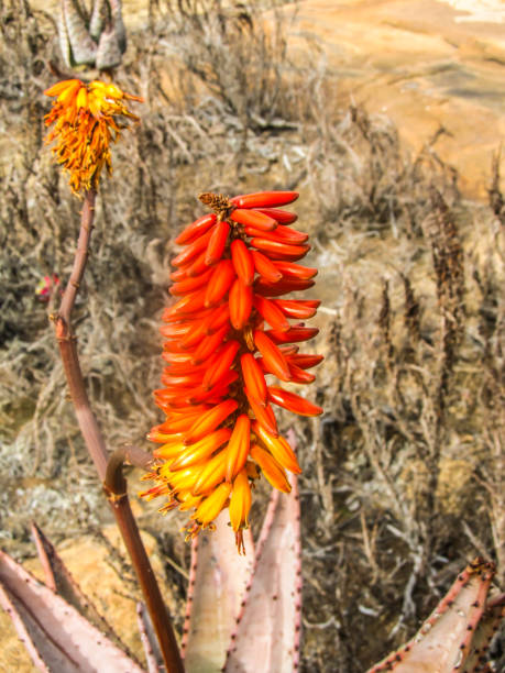 Close up view of the Inflorence of a Prickly Aloe, Aloe Aculeata, Close up view of the Inflorence of a Prickly Aloe, Aloe Aculeata, in the Baberton-Makhonjwa, Mountains of South Africa. South Africa is one of the countries with an exceptionally high aloe diversity, with more than 150 different aloe species. bushveld photos stock pictures, royalty-free photos & images