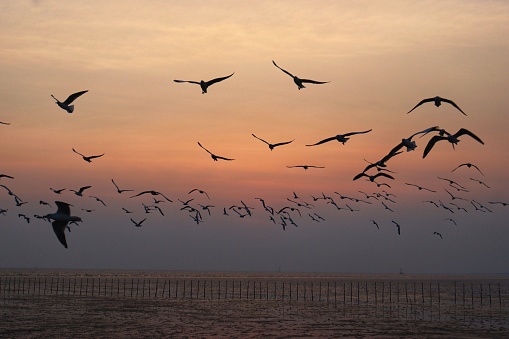 seagulls are flying over the sunset