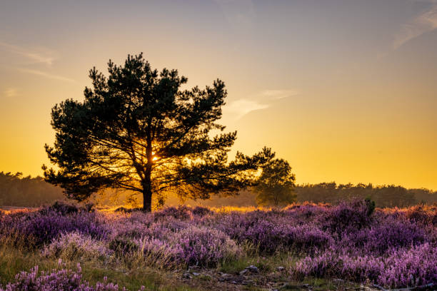 istock Blooming heath in naturepark in The Netherlands 1365860487