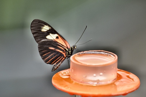Butterfly drinks water