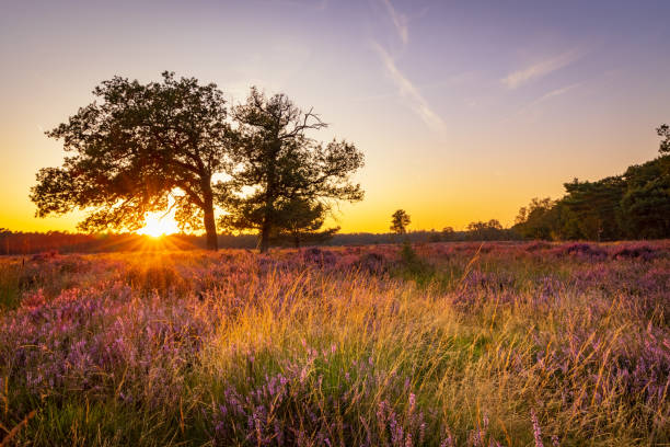 brughiera fiorita nel parco naturale nei paesi bassi - brughiera foto e immagini stock