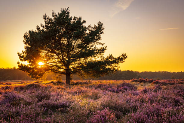 istock Blooming heath in naturepark in The Netherlands 1365860525