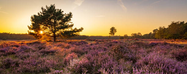 Blooming heath in naturepark in The Netherlands Panorama with blooming heather and trees at Planken Wambuis and Ginkel heath, Veluwe in Ede in the Netherlands heather flower stock pictures, royalty-free photos & images