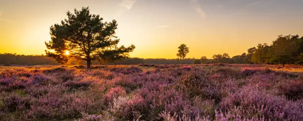 Panorama with blooming heather and trees at Planken Wambuis and Ginkel heath, Veluwe in Ede in the Netherlands