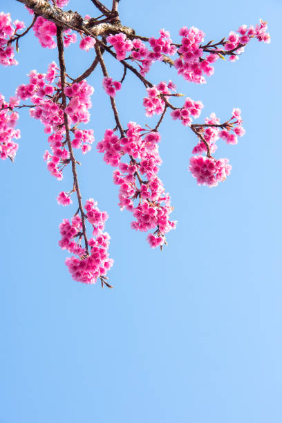istock Soft focus Cherry blossoms, Pink flowers background. 1365861542