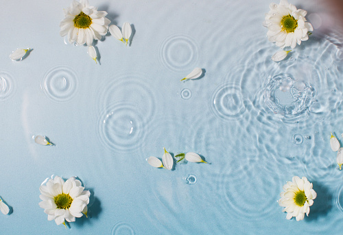 Large fresh chamomile flowers and white petals on clear water surface with drop circles on light blue background view from above