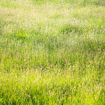 Natural strong blurry background of green grass blades close up. Fresh grass meadow in sunny morning. Copy space.