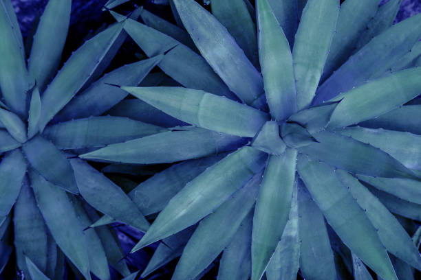 istock closeup agave cactus, abstract natural pattern background and textures, dark blue toned 1365861836