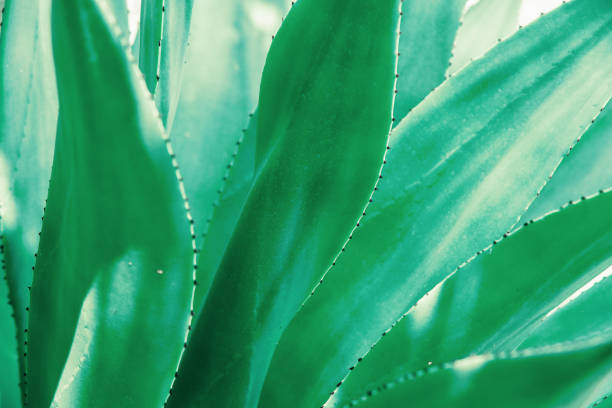istock closeup agave cactus, abstract natural pattern background and textures, dark blue toned 1365861845