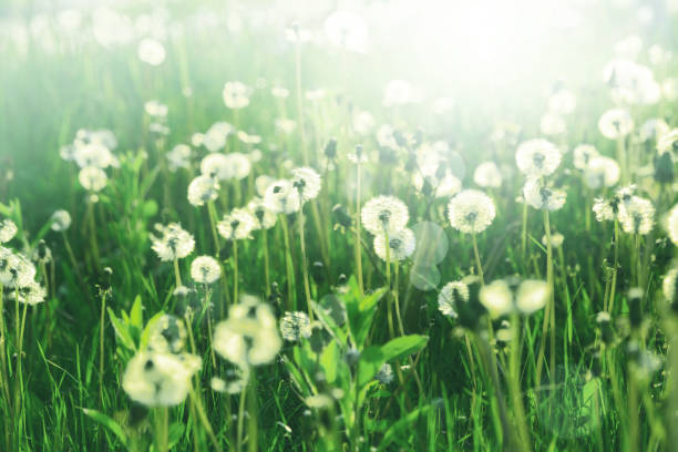 istock Field with white dandelions against blue sky.  Spring background. Soft focus 1365863089