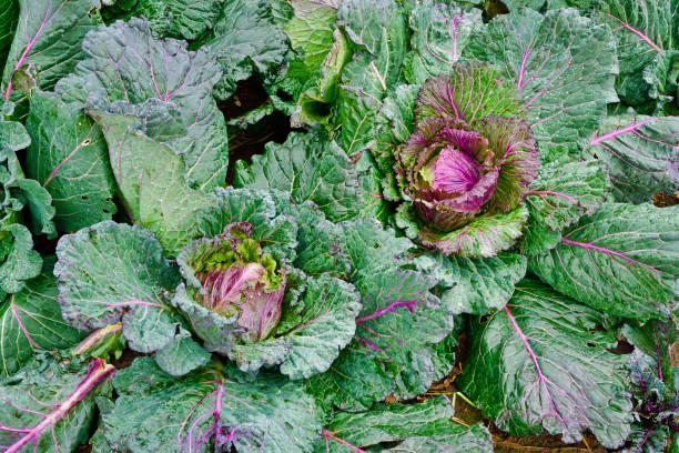 istock Winter cabbages growing in field 1365864805