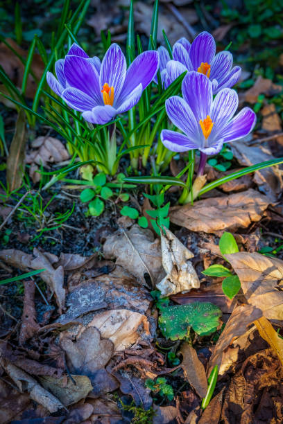 Lawn with colorful crocuses, spring flowers in, Hague, South Holland, Netherlands. Blue, purple and yellow