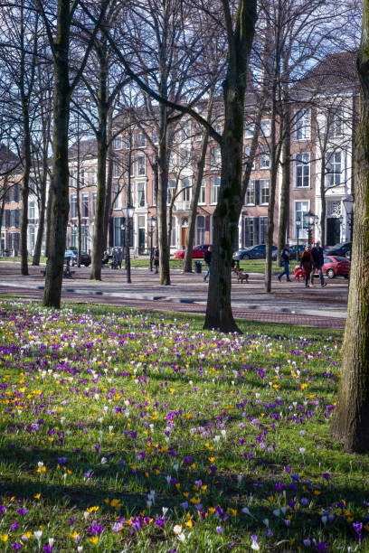 istock Lawn with colorful crocuses, spring flowers in, Hague, 1365865149