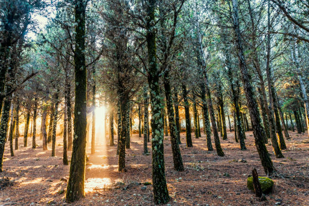 istock Beautiful sun rays lightening trees covered with moss in the foggy forest 1365866432
