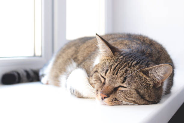 the cat sleeps in the sun