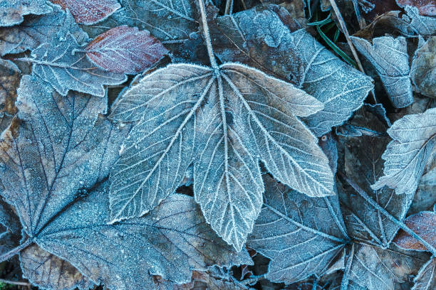 istock Frosted leaves in winter in blue tones (early in the morning) 1365867458