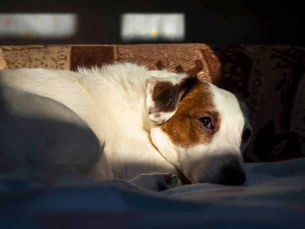 istock A white Jack Russell Terrier dog is lying on the sofa in the sunlight. 1365869133