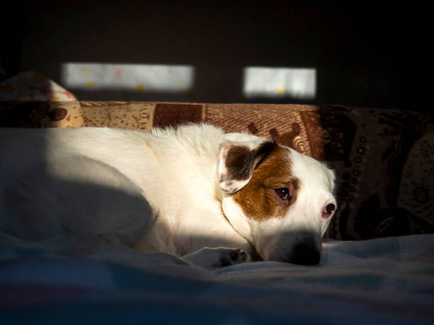istock A white Jack Russell Terrier dog is lying on the sofa in the sunlight. 1365869138
