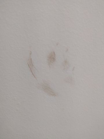 Dog's dirty paw on a clean wall. Shot in Sao Paulo city, Brazil.