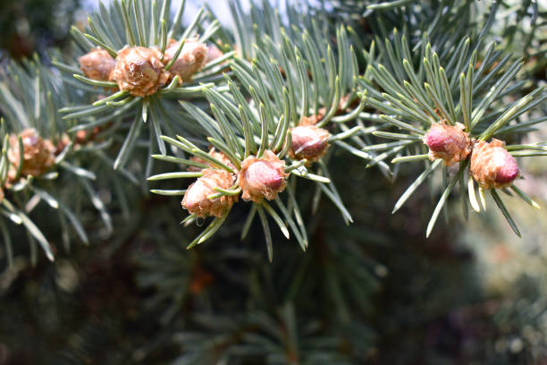 istock Beautiful branches of a flowering spruce close-up 1365869221