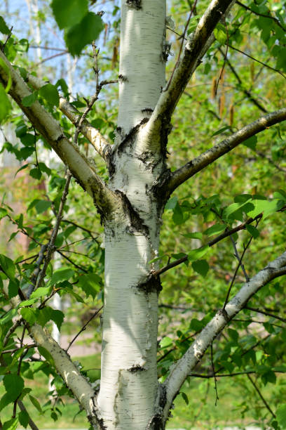 istock A fragment of a white trunk of a young birch tree 1365869251
