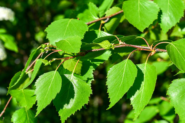 istock Flowering branches of a young birch 1365869364