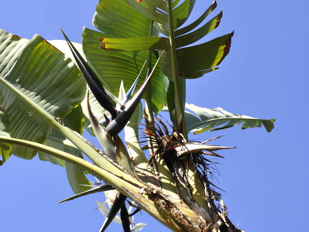 istock Travelers tree Ravenala madagascariensis 1365869830